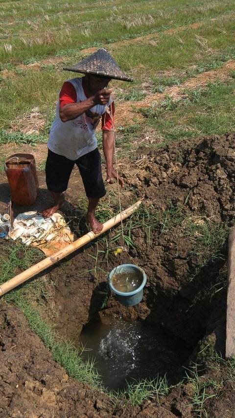 FOTO: Bekasi Mengering, Petani Menjerit Harus Gali Sumur Sedalam Dua Meter