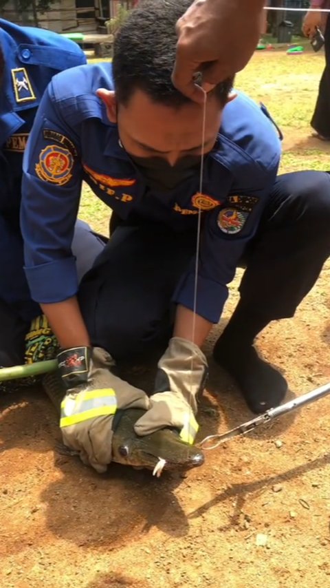 Viral Aksi Damkar Evakuasi Ikan Aligator di Kolam Sekolahan, Curi Perhatian