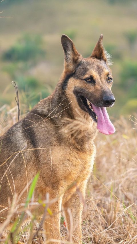 Doa Ketika Mendengar Anjing Menggonggong Tengah Malam, Umat Islam Harus Tahu