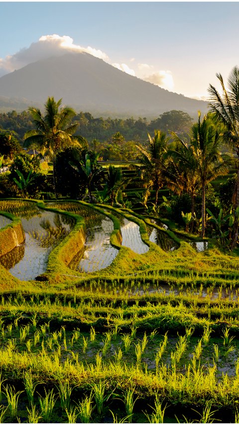 Jalanan Membelah Sawah di Tabanan Bali Ini Romantis Abis, Cocok Dikunjungi Bareng Pasangan