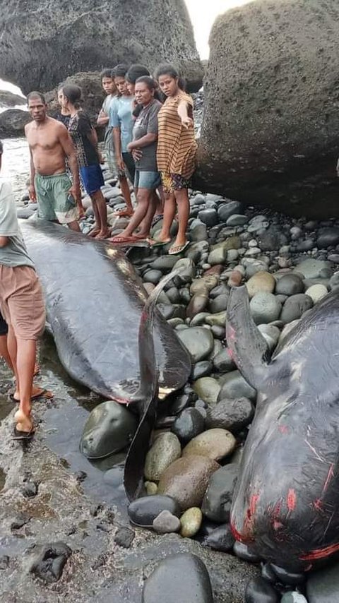 Puluhan Paus Pilot Mati Terdampar di Pantai Alor