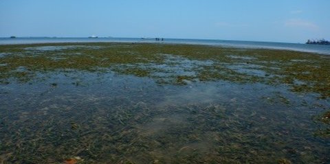 Mengenal Padang Lamun, Vegetasi Penjaga Ekosistem dari Erosi di Pesisir Pantai