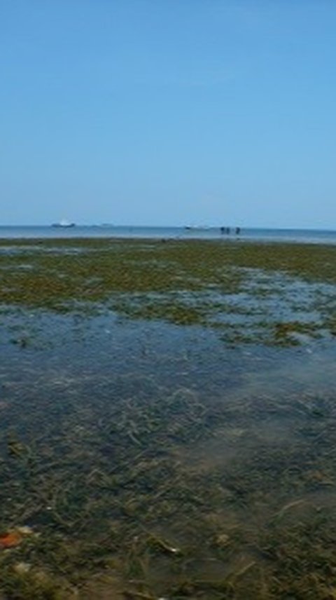 Mengenal Padang Lamun, Vegetasi Penjaga Ekosistem dari Erosi di Pesisir Pantai