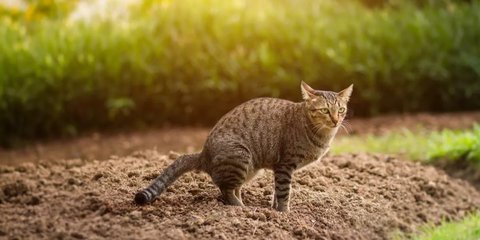 Menginjak Kotoran Kucing Pertanda Apa? Ini Mitos dan Faktanya