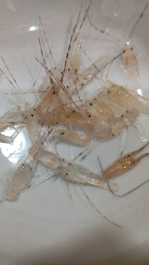 KKP Gagalkan Penyelundupan Benih Bening Lobster di Bogor, Potensi Kerugian Capai Rp7,4 Miliar