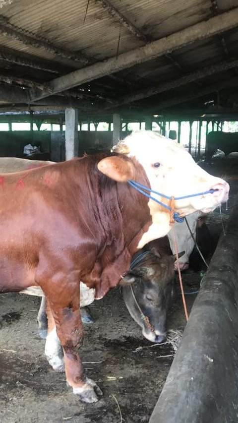 Wabah PMK Sapi Marak Terjadi, Komisi IV Minta Kementan Gercep Lakukan ini