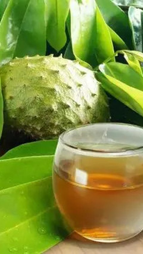 Cara Merebus Daun Sirsak buat Diminum, Ampuh untuk Menurunkan Kolesterol