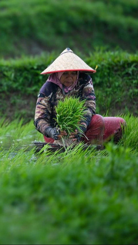 FOTO: Pemerintah Targetkan Produksi Padi Nasional pada 2025 Capai 32 Juta Ton