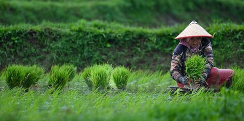 FOTO: Pemerintah Targetkan Produksi Padi Nasional pada 2025 Capai 32 Juta Ton