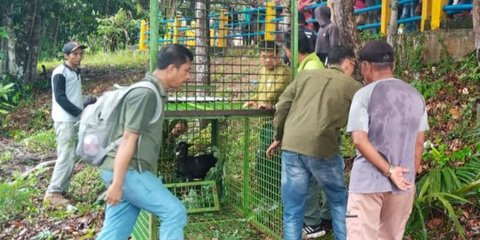 Teror Harimau di Mukomuko Bikin Resah, Satu Warga dan Sapi Dimangsa