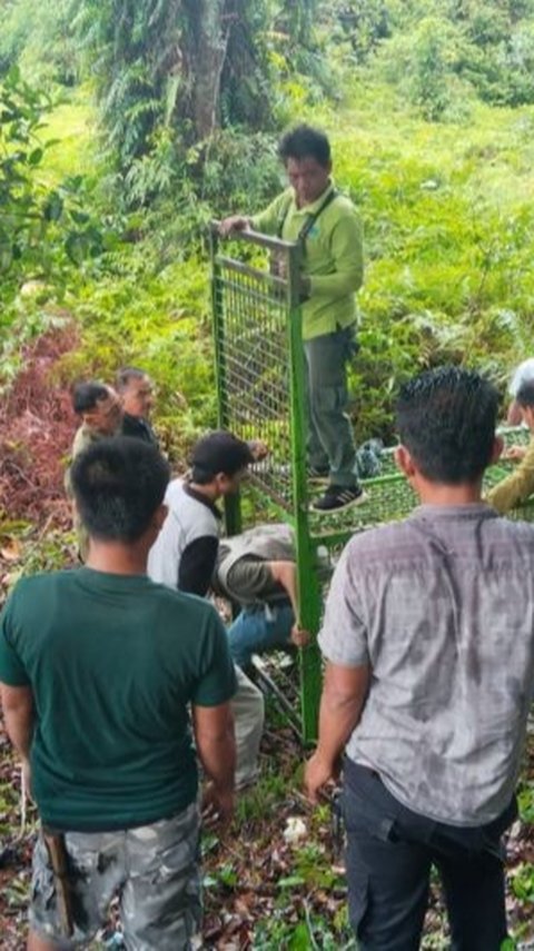 Teror Harimau di Mukomuko Bikin Resah, Satu Warga dan Sapi Dimangsa