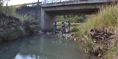 Ilmuwan Temukan Makhluk Sungai Berkepala Besar dengan Moncong Tumpul, Ternyata Spesies Baru Tidak Terduga