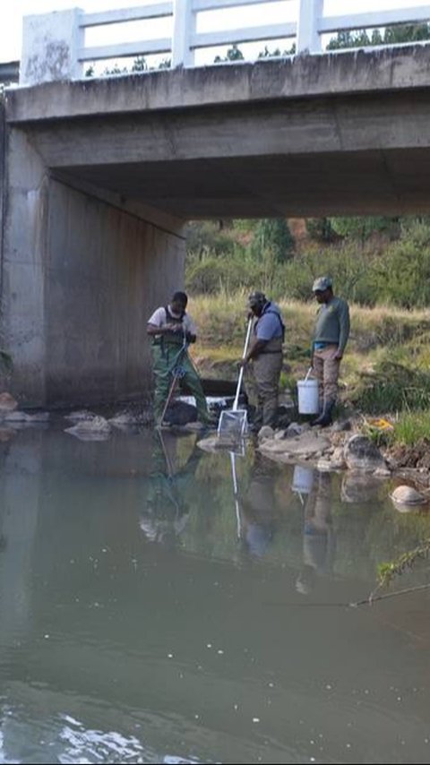 Ilmuwan Temukan Makhluk Sungai Berkepala Besar dengan Moncong Tumpul, Ternyata Spesies Baru Tidak Terduga