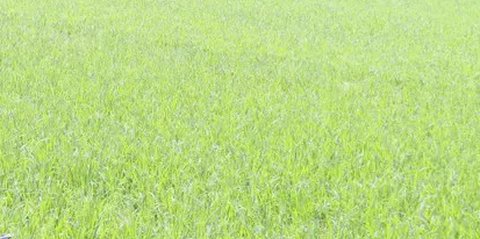 Kejam! Warga Kronjo Tangerang Ditakuti Pengembang, Disuruh Jual Sawah Rp35 Ribu per Meter Demi Proyek Pemerintah