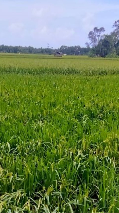 Kejam! Warga Kronjo Tangerang Ditakuti Pengembang, Disuruh Jual Sawah Rp35 Ribu per Meter Demi Proyek Pemerintah