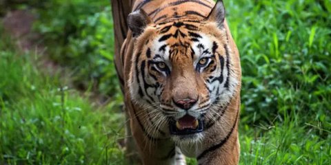 Unik, Negara Ini Malah Surplus Populasi Harimau Bukan Penduduk