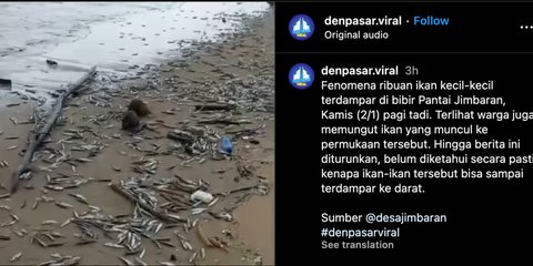 Viral Ribuan Ikan Mati Terdampar di Pantai Jimbaran, Ini 4 Faktor Diduga Jadi Penyebabnya