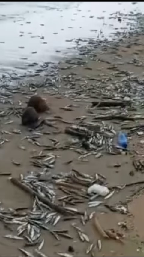 Viral Ribuan Ikan Mati Terdampar di Pantai Jimbaran, Ini 4 Faktor Diduga Jadi Penyebabnya