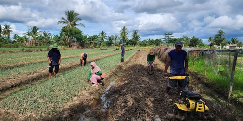 Kisah Petani di Merauke yang Produktivitasnya Meningkat Berkat Program Klaster Usaha BRI