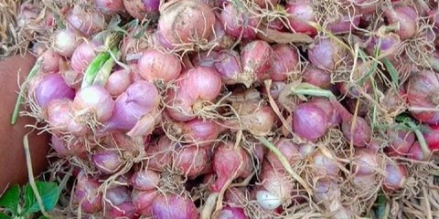 Cara Menanam Bawang Merah: Panduan Lengkap untuk Hasil Panen Melimpah
