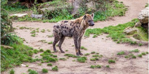 Ilmuwan Terperanjat Temukan Hyena Tutul di Mesir Untuk Pertama Kali dalam 5.000 Tahun, Nasibnya Tragis