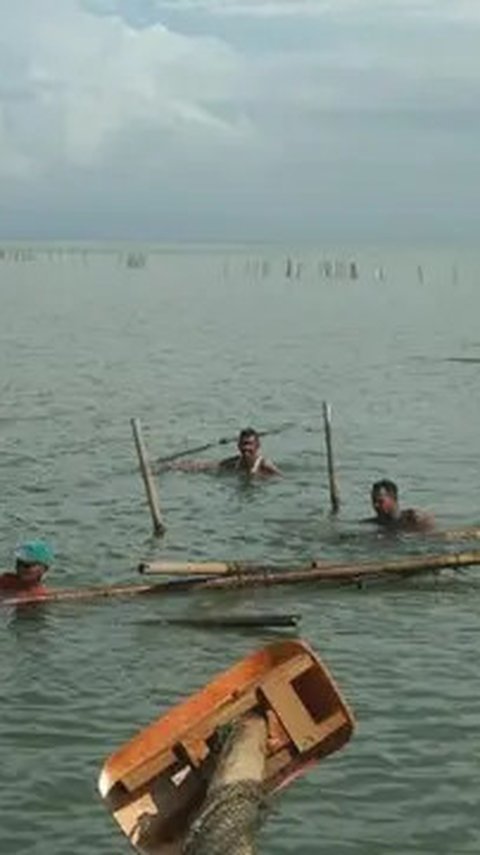 Ramai Pagar Laut, Nelayan Buru-Buru Cabut Bambu Bekas Budidaya Kerang Hijau