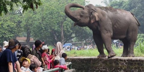 Libur Cuti Bersama, 8.000 Pengunjung Padati Kebun Binatang Ragunan