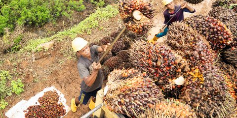 PTPN IV PalmCo Gelontorkan Rp7,4 Miliar Sepanjang 2024, untuk Apa Saja?