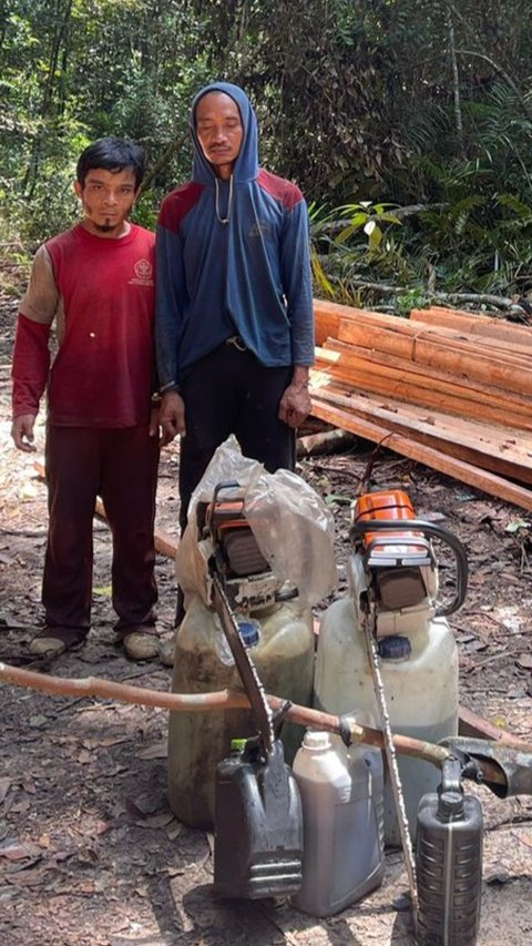 Tak Ada Takut-takutnya, 7 Pria Nekat Merambah Kayu di Hutan Habitat Harimau Sumatera