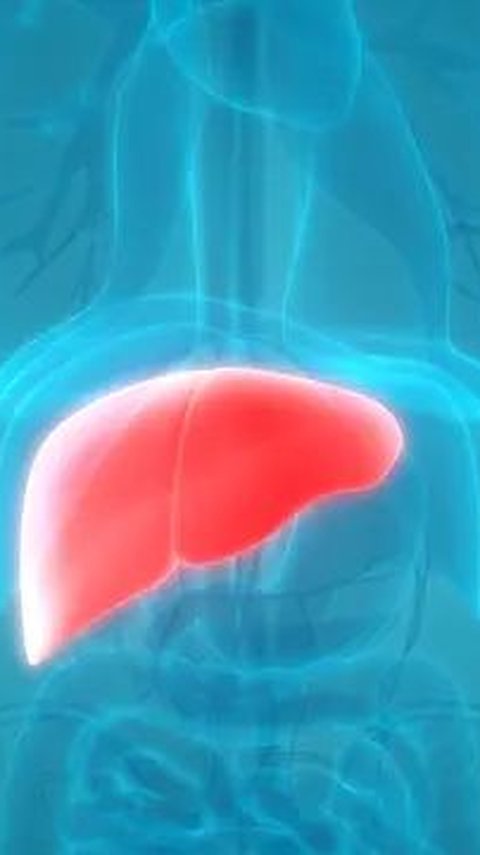 Sejumlah Tanda yang Dirasakan ketika Organ Hati atau Liver dalam Kondisi Sehat