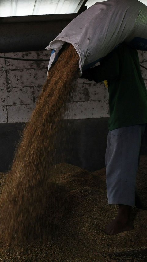 Mulai 15 Januari, Pemerintah Bakal Beli Gabah di Tingkat Petani Seharga Rp6.500 Per Kg