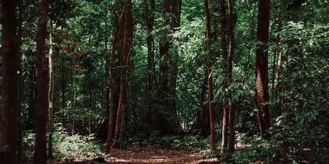 20 Juta Hektare Hutan Dibabat untuk Ketahanan Pangan Perparah Perubahan Iklim, ini Solusi Alternatifnya