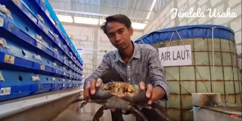 Dulu Kerja di Kantor Pajak, Pria Ini Sukses Usaha Kepiting di Kampung Halaman