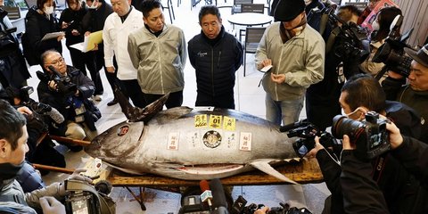 Termahal Kedua, Ikan Tuna Seberat Sapi Terjual dengan Harga Tembus Rp 21 Miliar