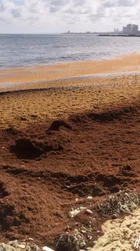 Peneliti Ungkap Makhluk Laut Ini Terlihat dari Luar Angkasa