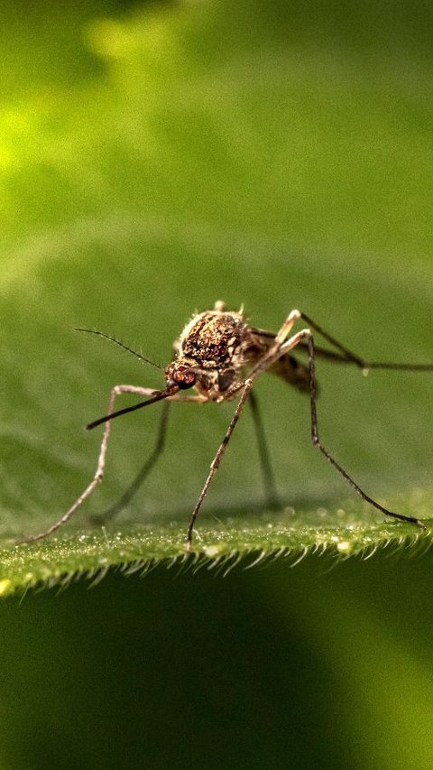 Pertama dalam Sejarah, Nyamuk Ditemukan di Alam Liar Islandia