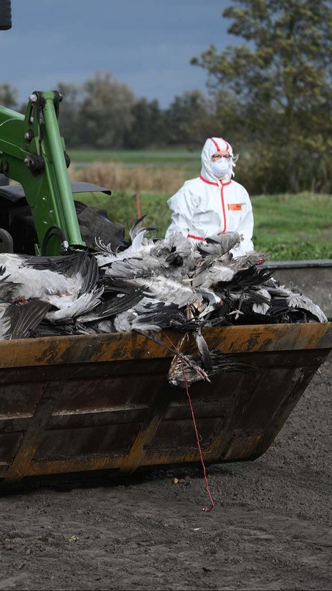 FOTO: Flu Burung Mengganas di Jerman, Bangau Liar Berguguran dan Ratusan Ribu Unggas Dimusnahkan