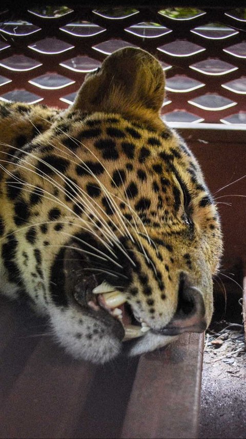 FOTO: Drama Evakuasi Macan Tutul Nyasar ke Hotel di Bandung, Butuh Waktu Tiga Jam