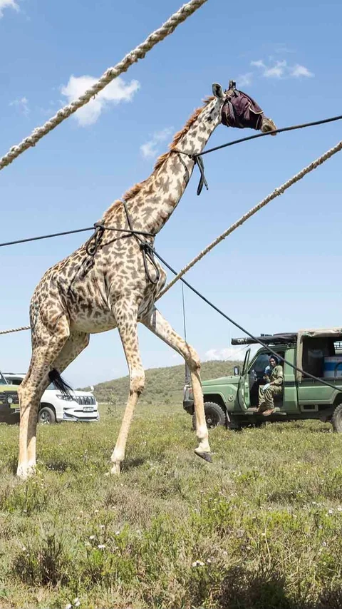 FOTO: Operasi Penyelamatan Jerapah Masai di Tengah Kerusakan Habitat