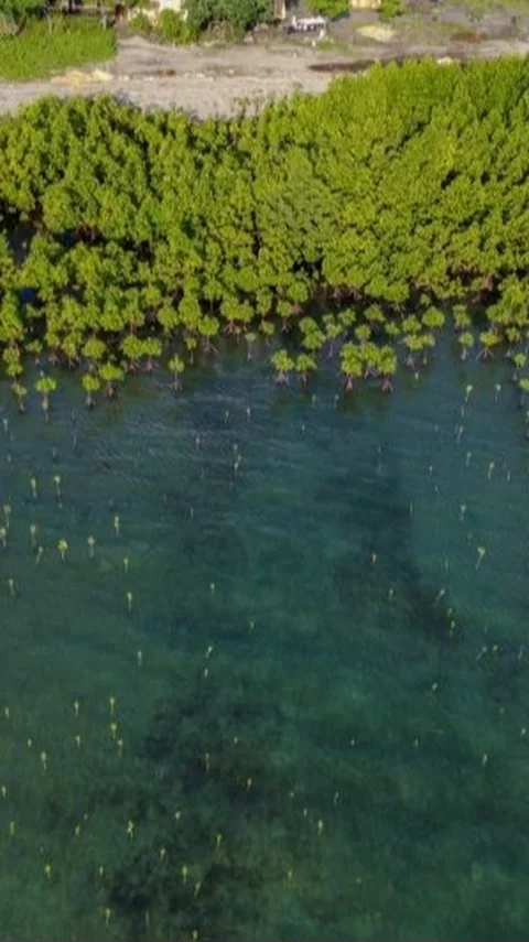 WALHI Sebut Pembukaan Tambak Baru di Pantura Bakal Membabat Mangrove dan Akibatkan Abrasi di Jateng