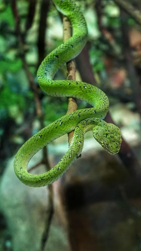 Ciri-Ciri Ular Kayu yang Makin Sering Masuk Pemukiman Akibat Perubahan Cuaca