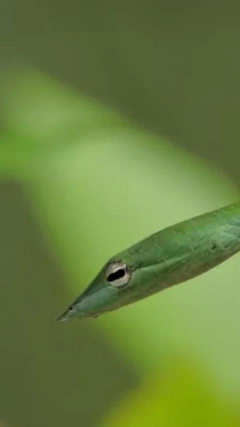 Punya Karakteristik! Ini Perbedaan Telur Ular, Kadal, dan Tokek yang Kerap Tertukar