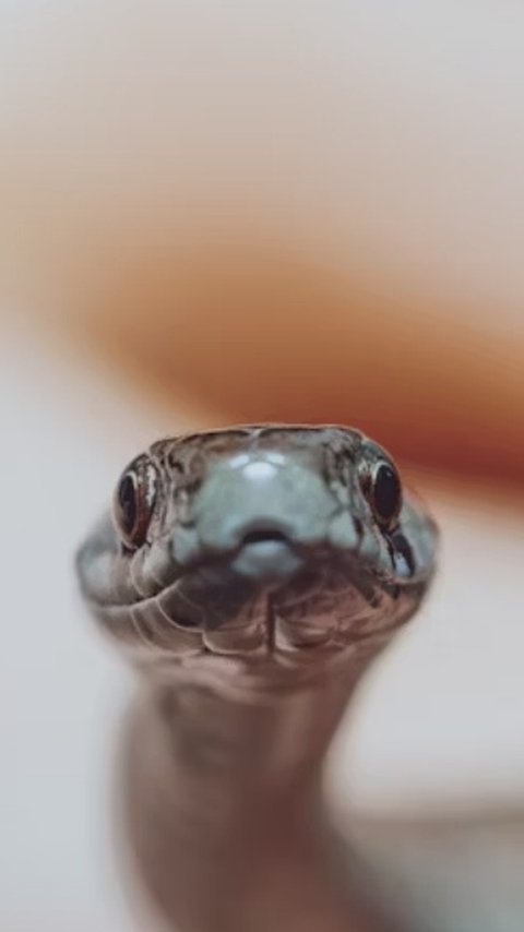 5 Kebiasaan Sepele yang Bisa Mengundang Ular ke Rumah Tanpa Disadari, Waspadai Segera untuk Keamanan Hunian