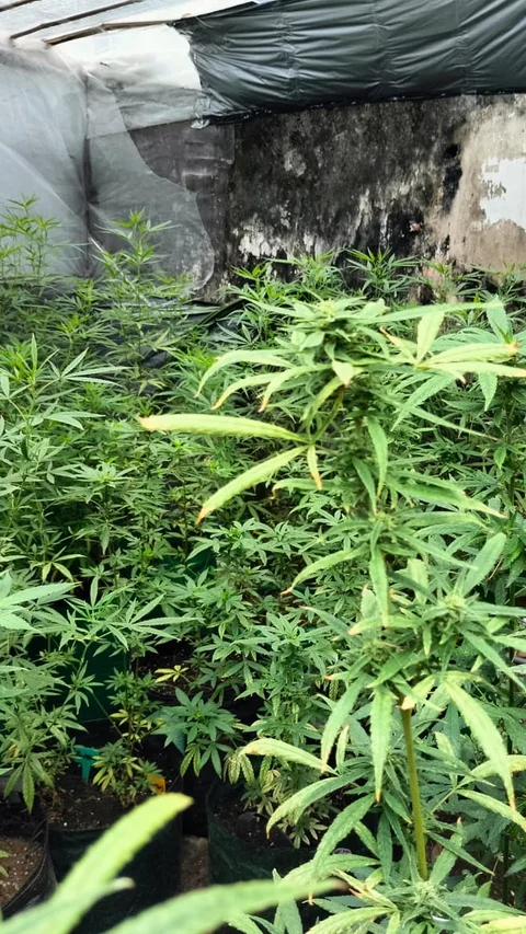 Pembudidaya Ganja di Jombang Diduga Kembangkan Eksperimen Minuman Beralkohol dari Olahan Ganja