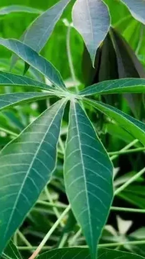 Alasan Ilmiah Daun Singkong Harus Direbus Dulu Sebelum Dimakan
