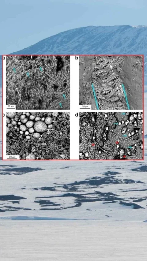 Ilmuwan Temukan Telur Fosil Raksasa Berusia 68 Juta Tahun di Antarktika, Milik Reptil Laut Purba