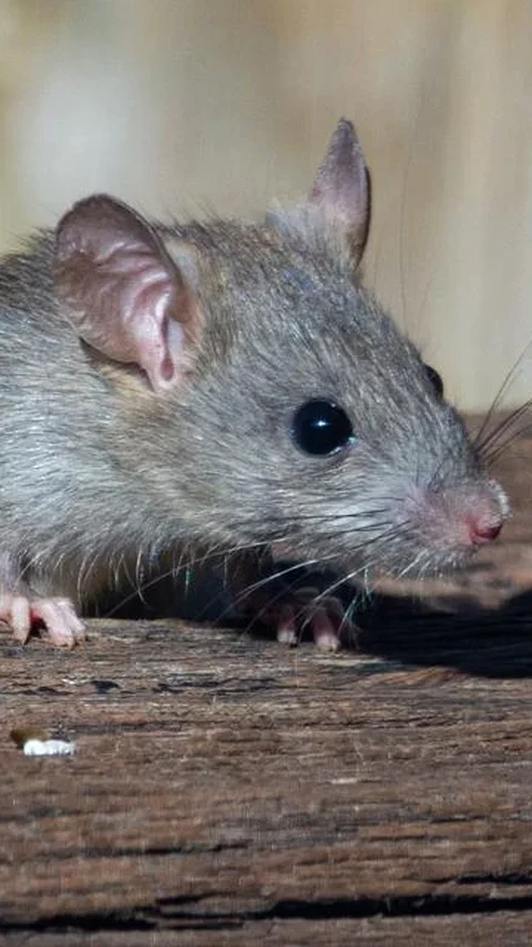 Ciri-Ciri Rumah yang Menjadi Sarang Tikus dan Pemicu Datangnya Ular, Perbaiki Segera demi Keamanan