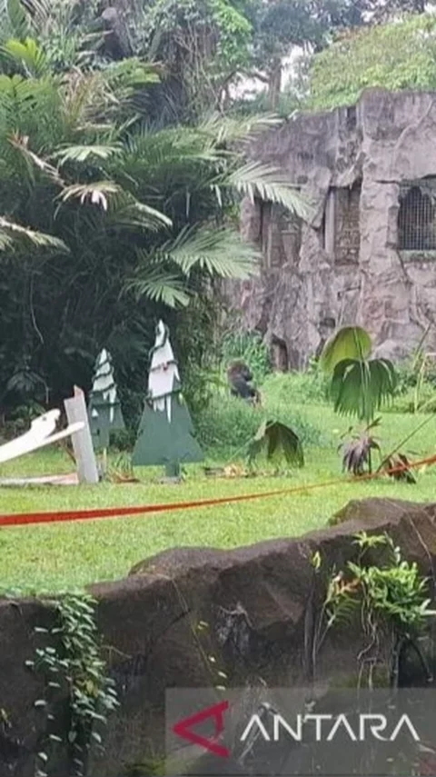 Gorila Kumbo Jadi Daya Tarik, Hibur Pengunjung Ragunan