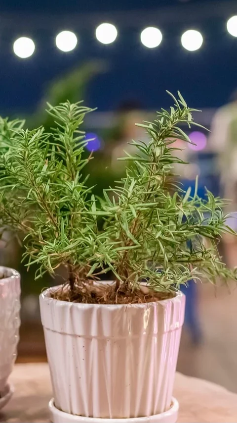 Cocok Buat Pemula, 7 Jenis Tanaman Dapur di Kebun Mini Ini Tidak Membutuhkan Banyak Air