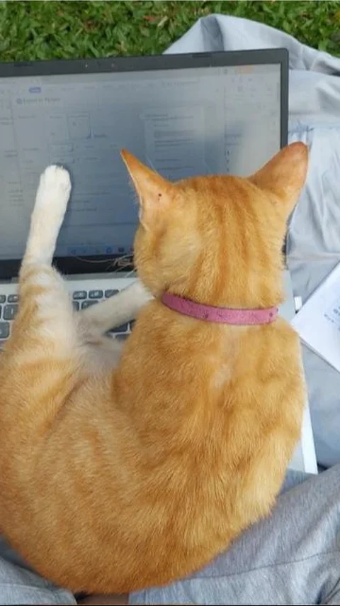 Kenapa Kucing Suka Duduk di Atas Laptop? Ternyata Ini Alasan Ilmiahnya